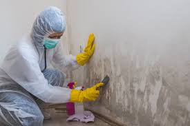 Best Mold Removal for HVAC Installations  in Annandale, MN